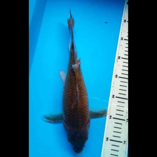CHAGOI PEJINAK KUMPAY 34 Cm