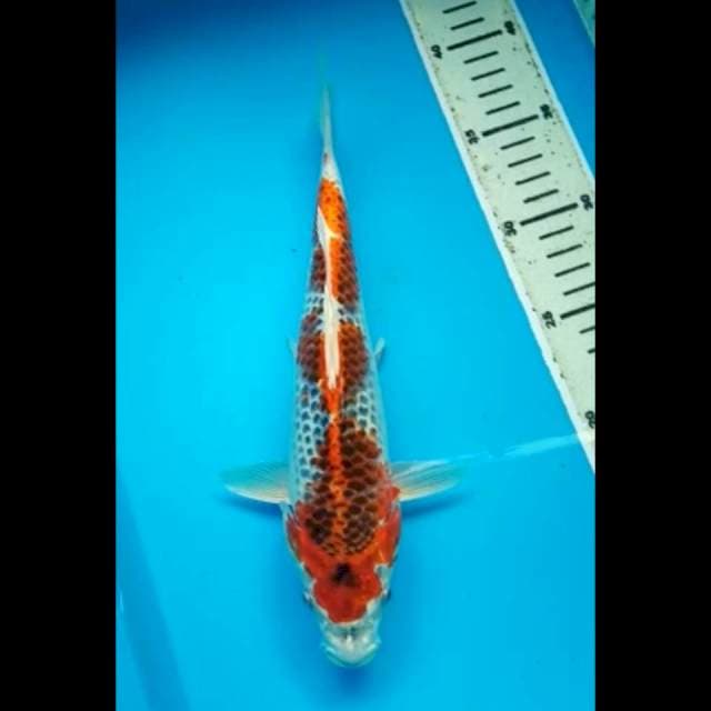 HI KUJAKU 28 Cm