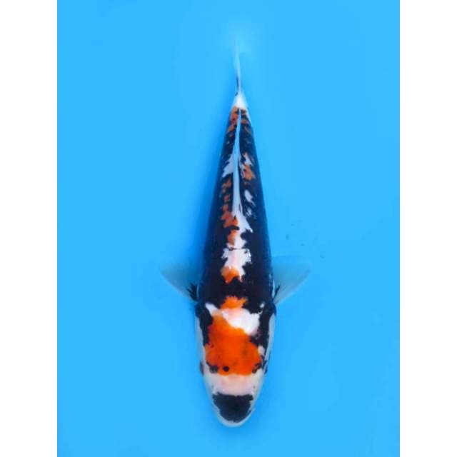Beni Kumonryu SQ - 19cm