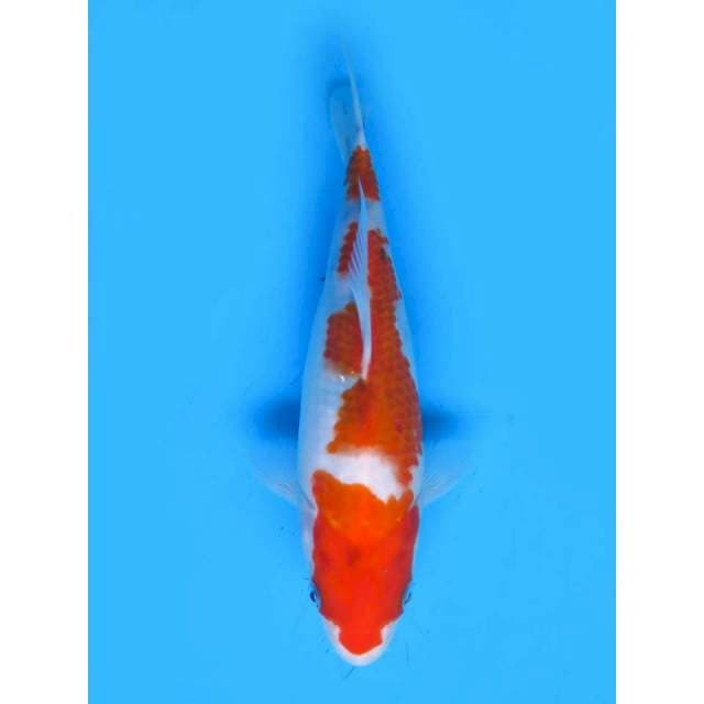 Sanke Tategoi - 30cm