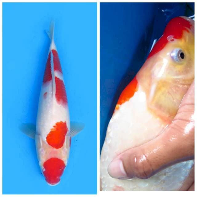 Kohaku Bulky - 34cm