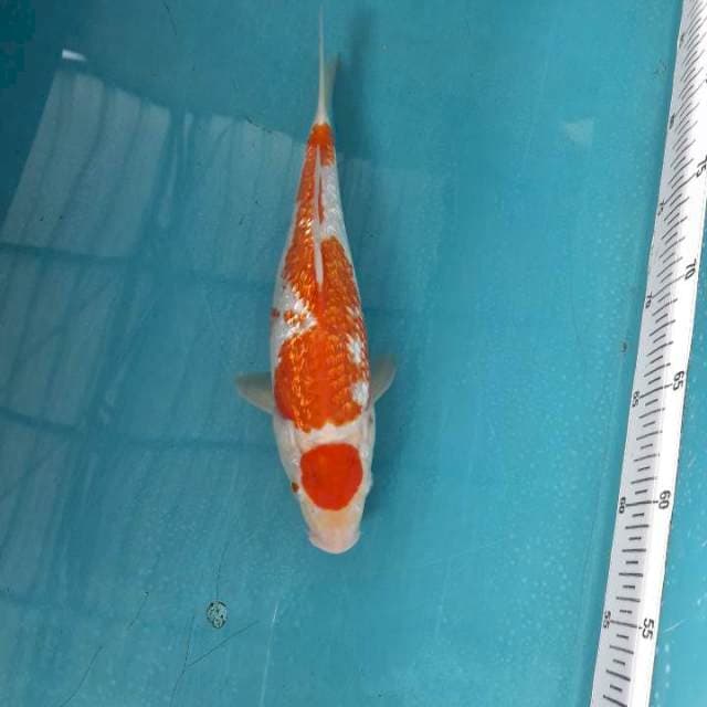 Maruten kohaku full gindrin bongsor