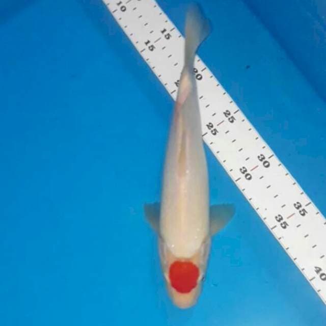 Tancho kohaku 25cm