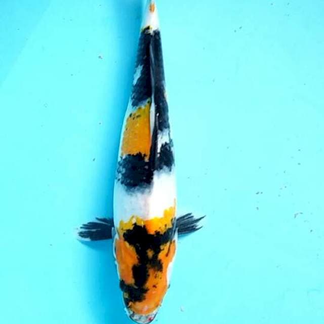 Ki showa 29cm