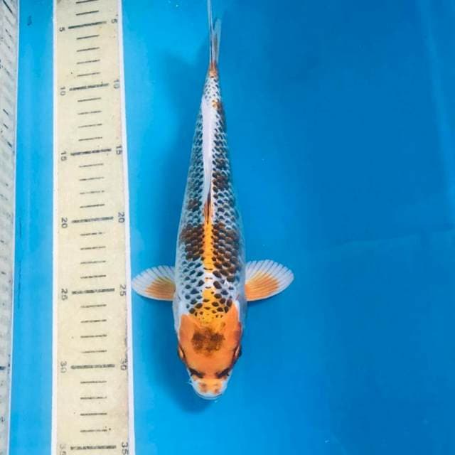 Kujaku, 27 cm