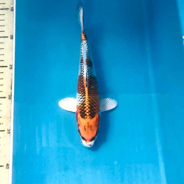 Kujaku, 22 cm