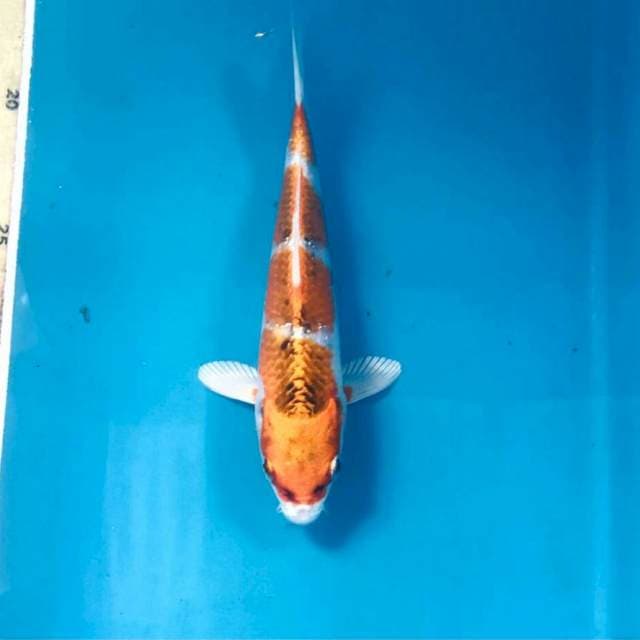 Kujaku, 18 cm