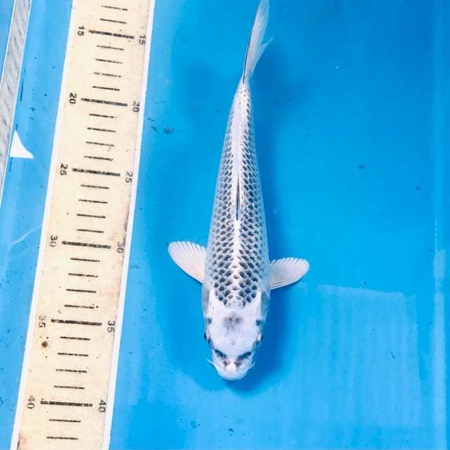 Gin Matsuba, 25 cm
