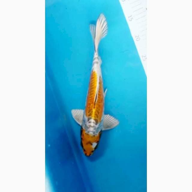 KinKiko