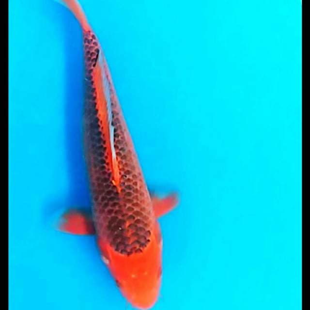 30cm BU..body siip