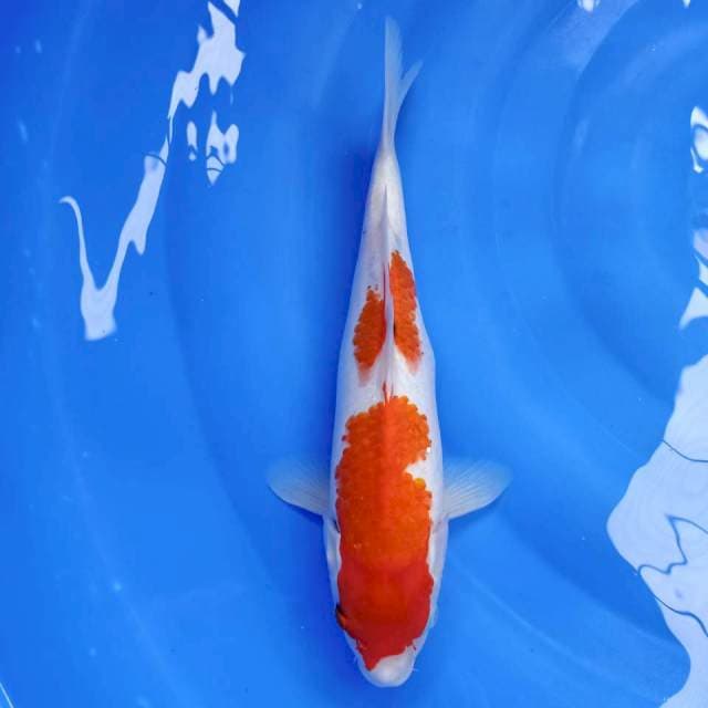 Kohaku 30cm