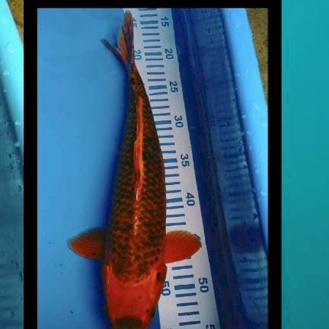 Yamato nishiki 40bu