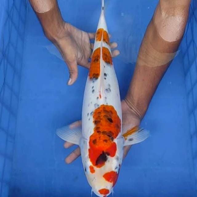 Gosiiki 47cm