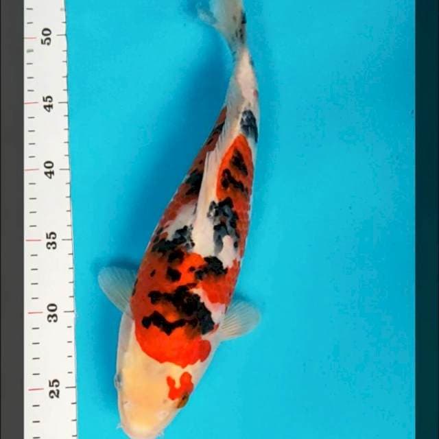Sanke bulky 32cm