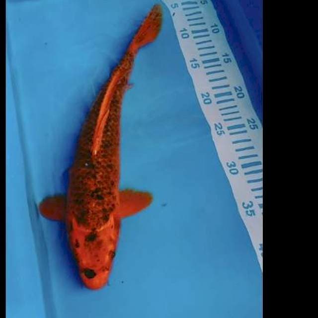 Yamato nishiki 36cm