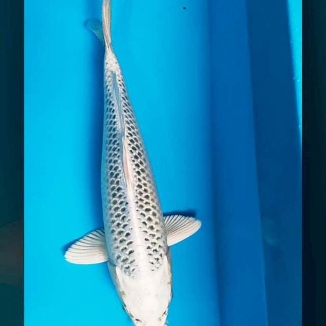 Gin matsuba strong 35cm male
