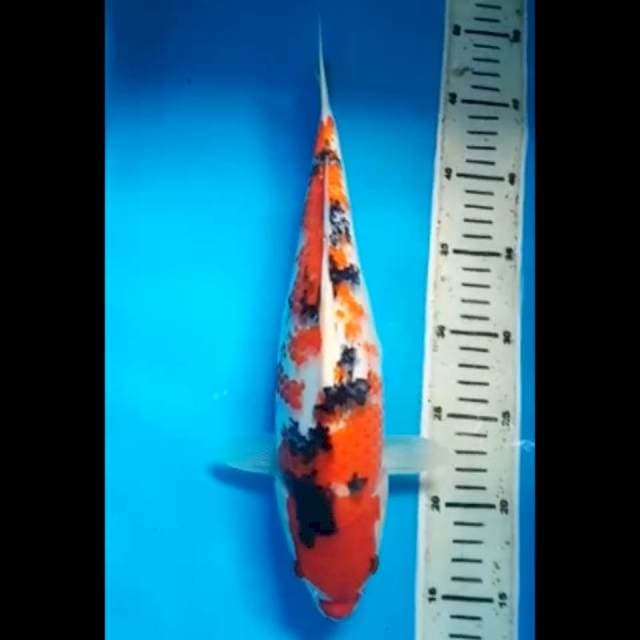 SANKE PUNUK 35 Cm