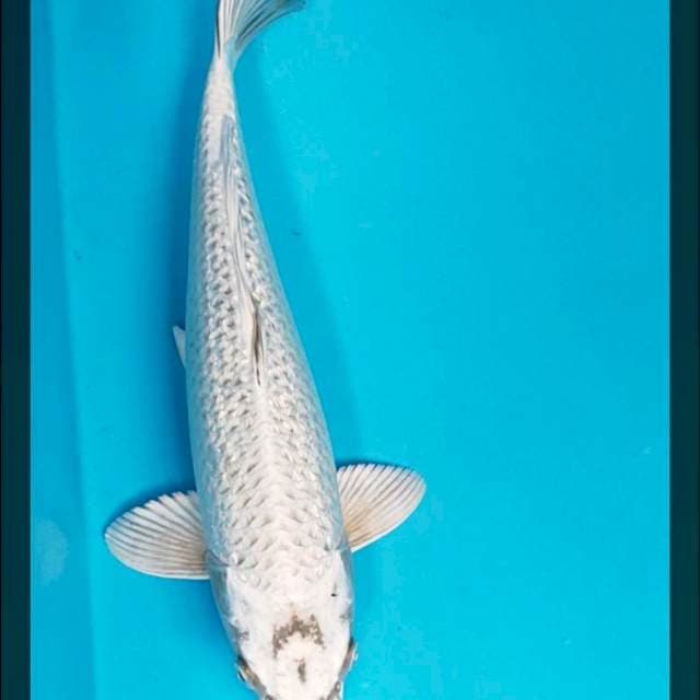 Mukashi ginrin 33cm