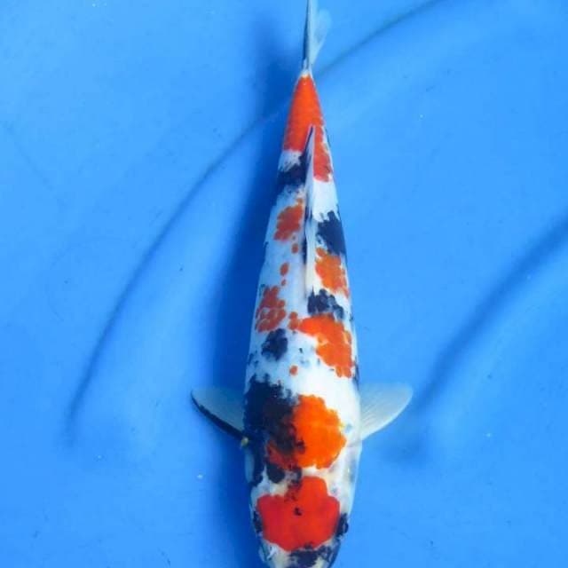 Maruten kindai showa 29cm