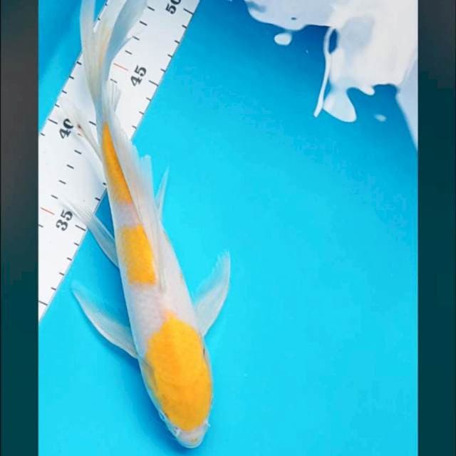 Kumpay koyo 28cm