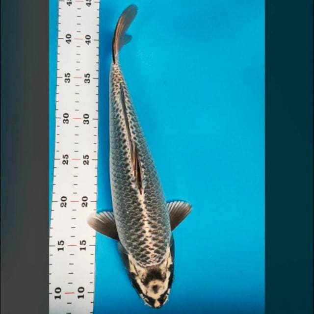 Mukashi bulky 32cm