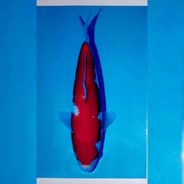 Dainichi Kohaku Dragon