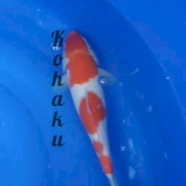 Kohaku merah strong 33cm jantan