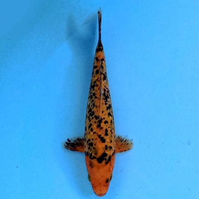 Macanigoi 19cm