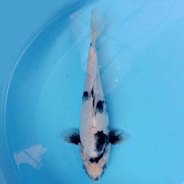Shiro 27cm