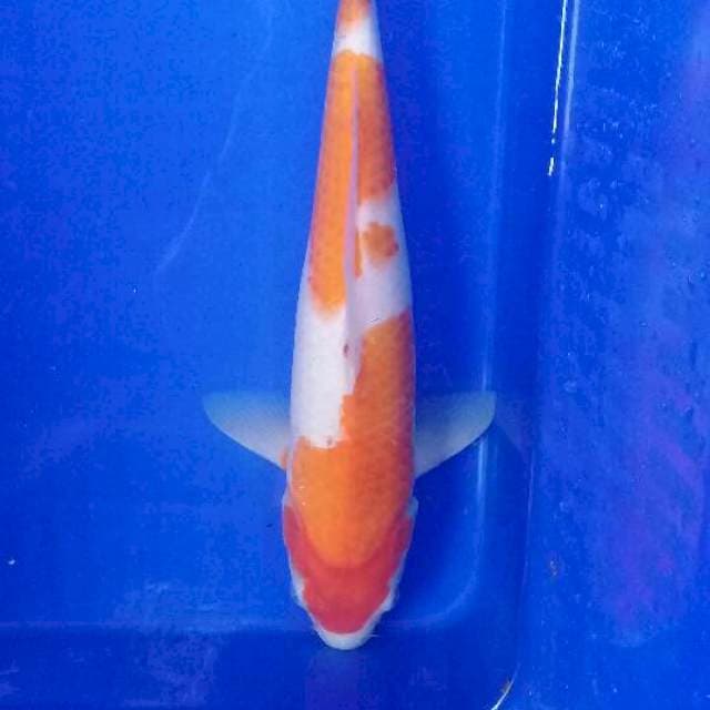 Kohaku 35 cm F1
