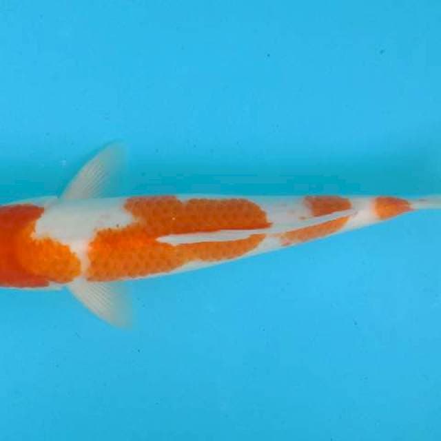 Kohaku 35