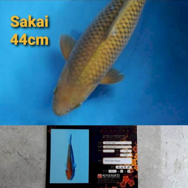 Sakai karashi chagoi 44cm serti
