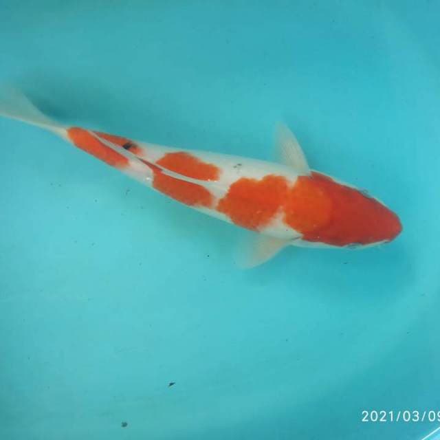Kohaku