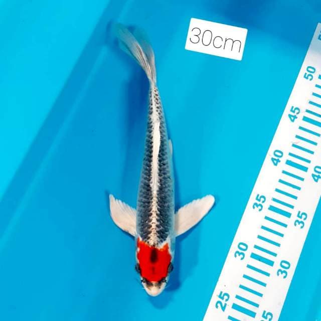Tancho kujaku 30cm