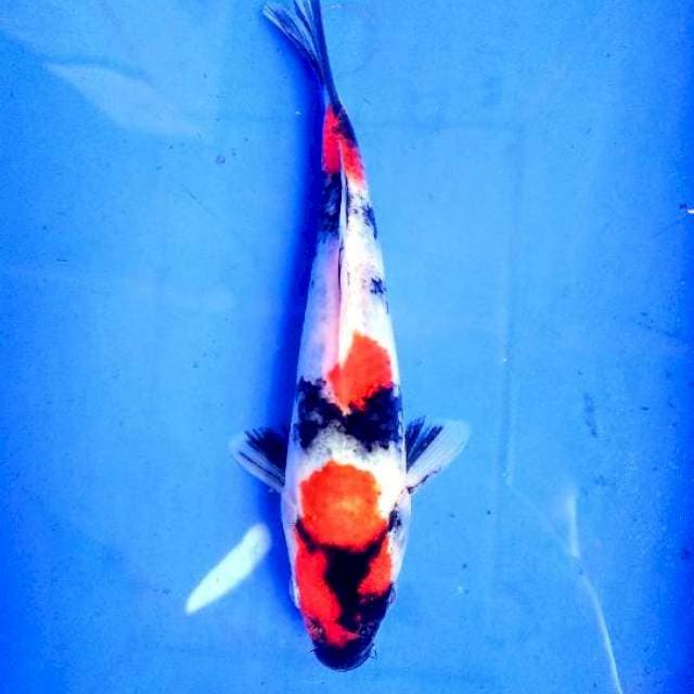 Kindai showa HQ 18 cm