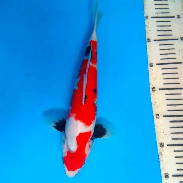 Showa 31cm