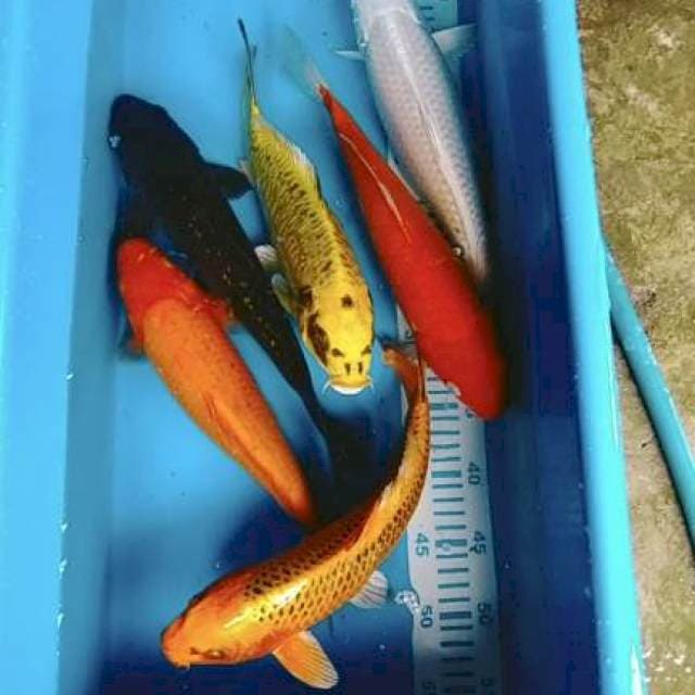 Paket pelangi 33-37cm