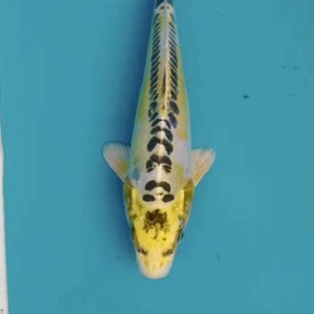 kiko