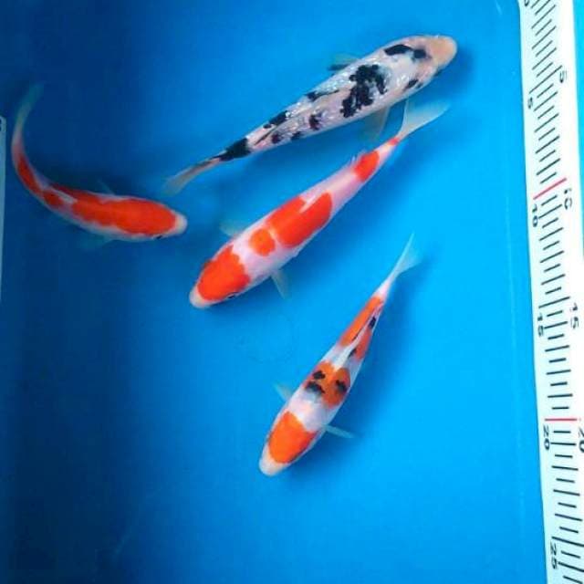 Sk Mix cantik