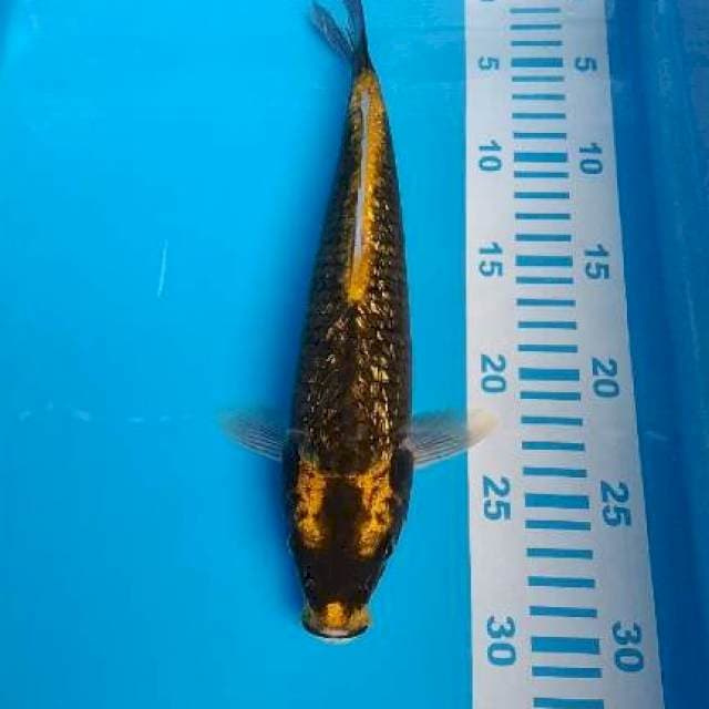 serap kabito