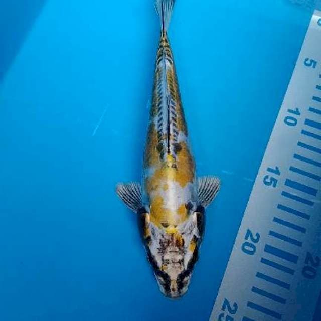 kiko