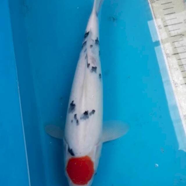 Tancho sanke 35 cm