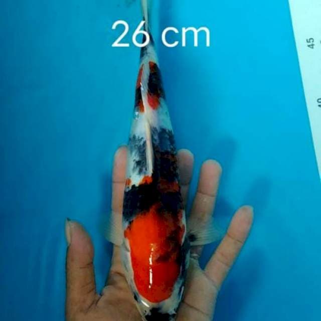 Showa sansaku SQ 25 cm