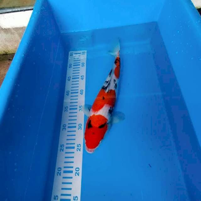 Sanke 34cm