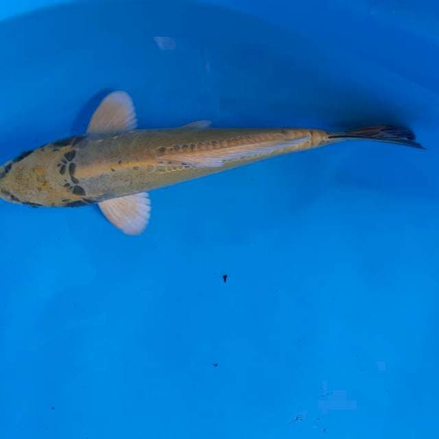 Kojaku kiko 32 cm