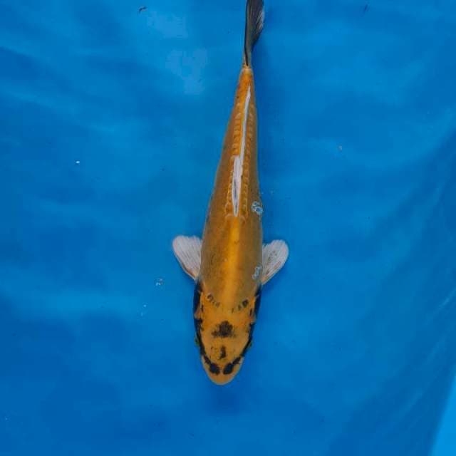 Kojaku kiko 32 cm