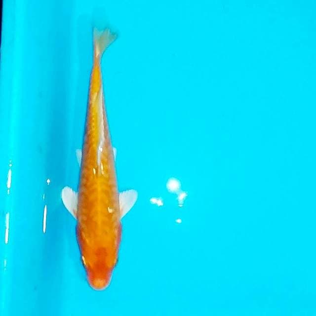 Aragoke 22cm
