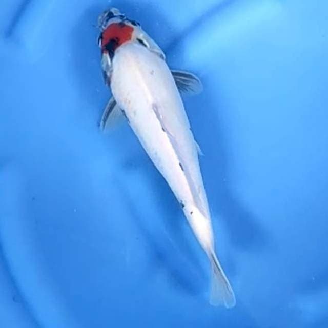 TANCHO SHOWA ORIGINAL # 29CM