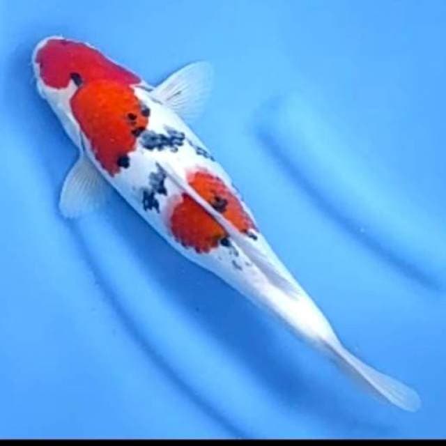 TAISHO SHANSOKU # 31CM MALE