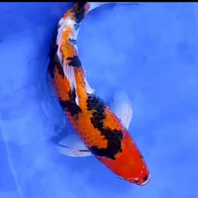 HI SHOWA MALE # 34CM